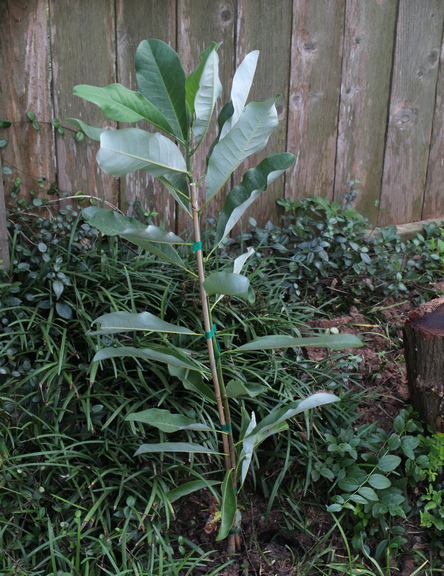 Magnolia virginiana