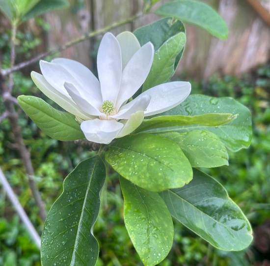 Magnolia virginiana