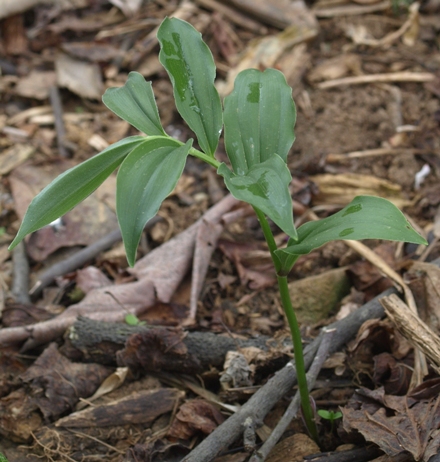 Maianthemum racemosum