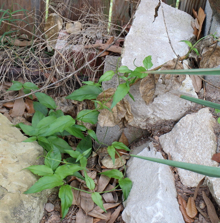 firecracker vine