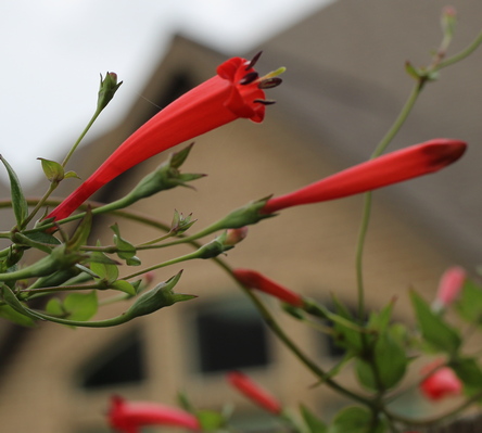 Manettia cordifolia 'John Elsley'