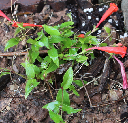 Manettia cordifolia 'John Elsley'