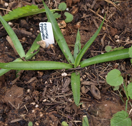 deciduous agave