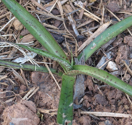 Manfreda maculosa