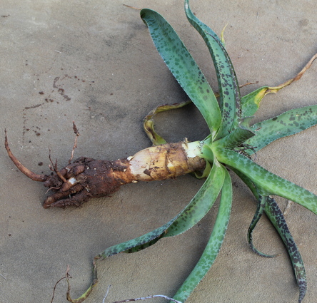 Manfreda maculosa