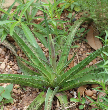 deciduous agave