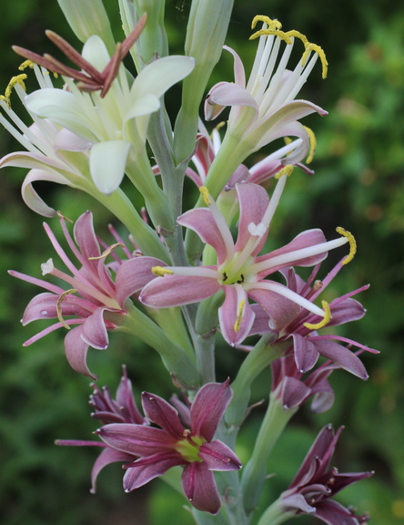 deciduous agave