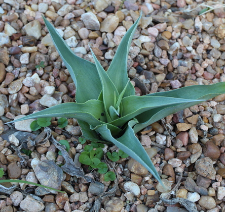 false aloe; Virginia agave