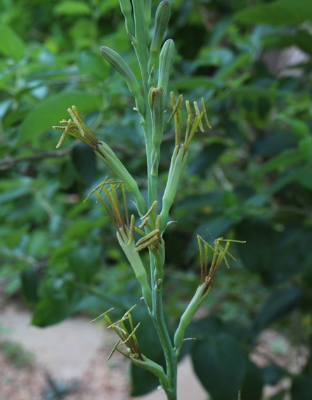 false aloe; Virginia agave