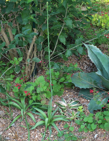 false aloe; Virginia agave