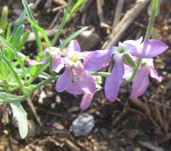 Matthiola longipetala ssp. bicornis