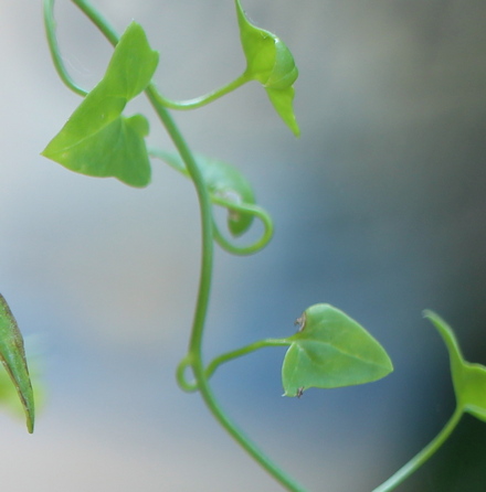 snapdragon vine