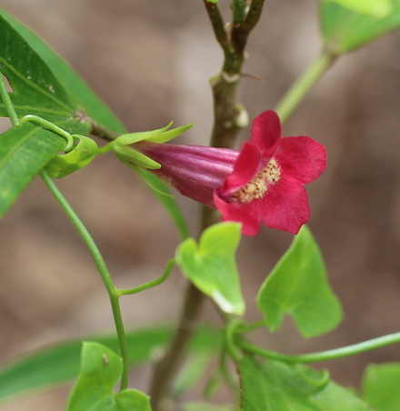 Maurandella antirrhiniflora