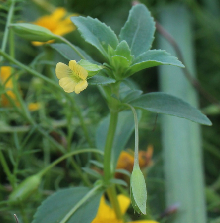 Mecardonia procumbens