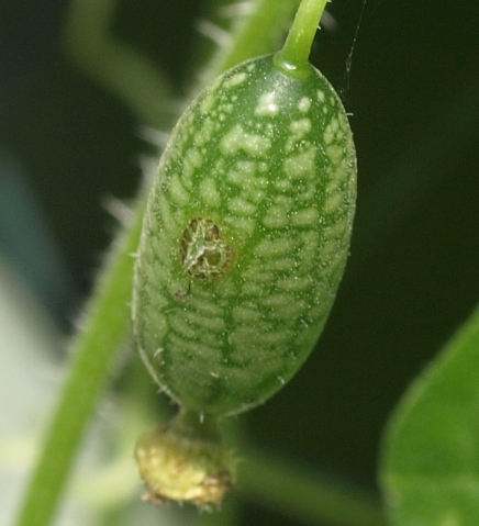 Mexican sour gherkin; mouse melon