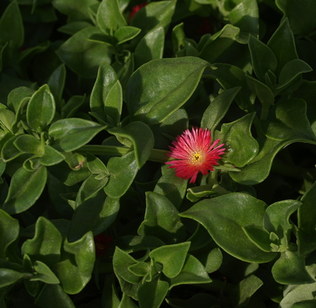 heart-leaf ice plant; baby sun rose