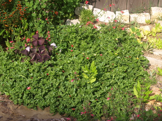 Mesembryanthemum cordifolium