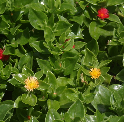 heart-leaf ice plant; baby sun rose