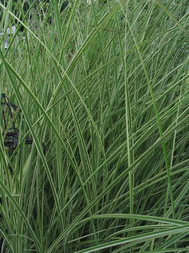 Miscanthus sinensis 'Morning light'