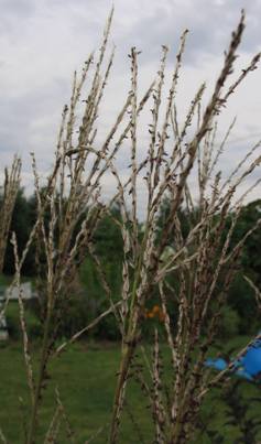 Miscanthus sinensis var. purpurascens