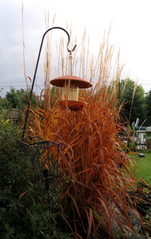 Miscanthus sinensis var. purpurascens