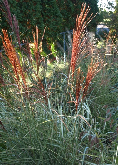 maiden grass; Chinese silver grass