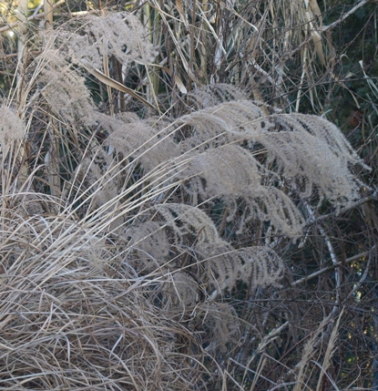 maiden grass; Chinese silver grass