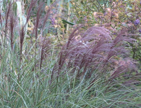 Miscanthus sinensis 'Morning light'