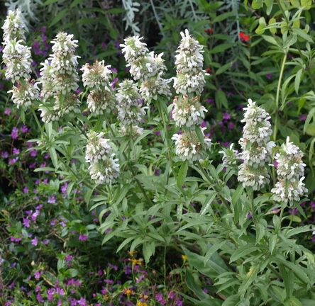 Monarda punctata