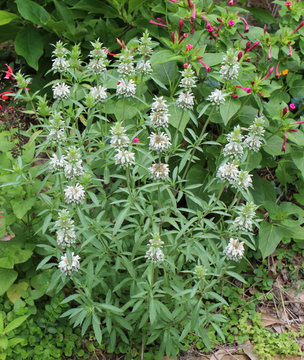 spotted horsemint; bee balm