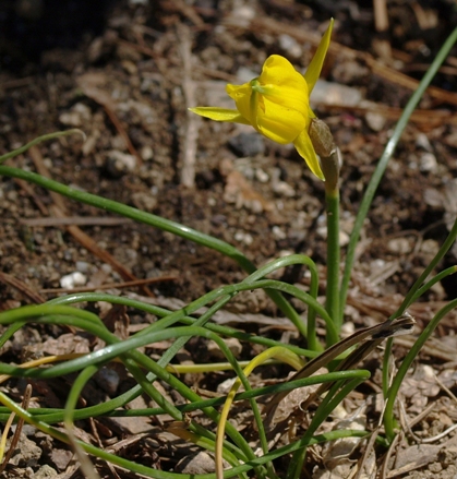 Narcissus bulbocodium ssp. obesus