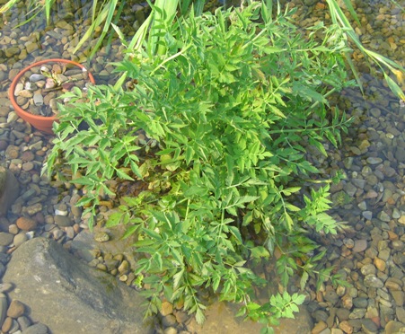 water parsley