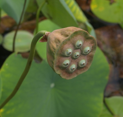 water lotus; sacred lotus