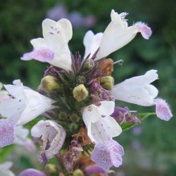 catmint