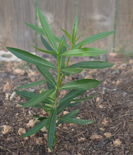 Nerium oleander 'Hardy Red'