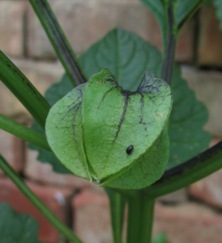shoo-fly plant; apple of Peru