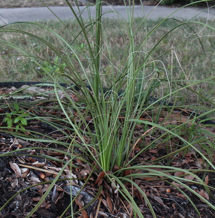 bear grass, sacahuista