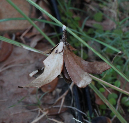 Nolina texana