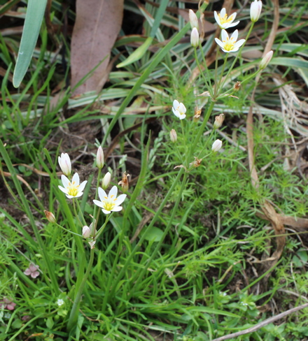 Nothoscordum bivalve