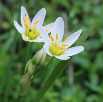 crow poison, false garlic