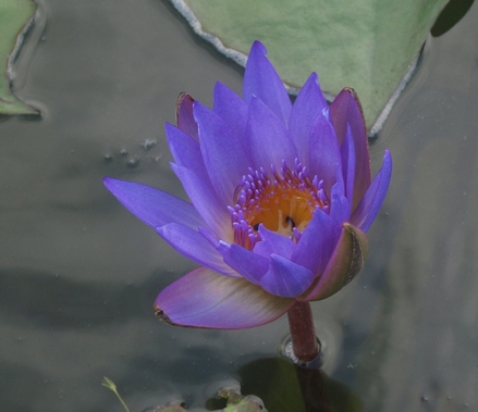 tropical waterlily