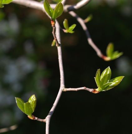 blackgum; tupelo