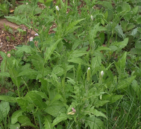 Oenothera sp.