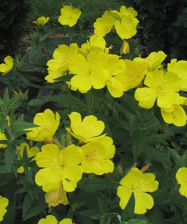 Oenothera fruticosa