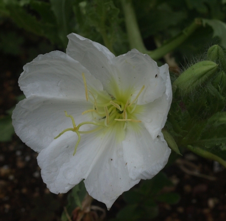 Oenothera pallida