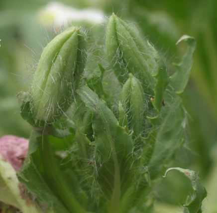 white evening primrose