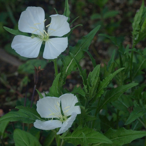 Oenothera sp.