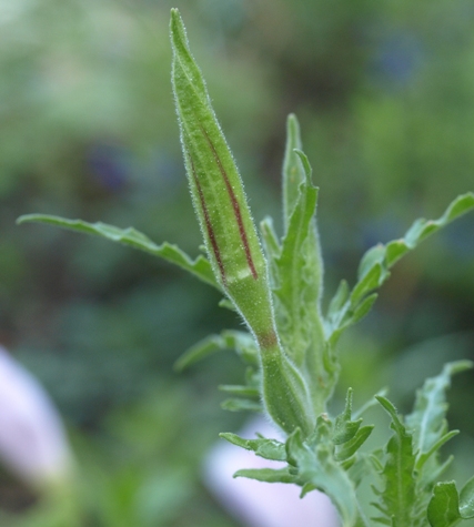 Oenothera sp.