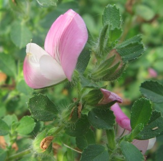 restharrow