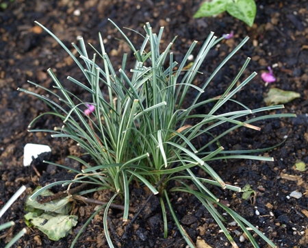 Ophiopogon variegated